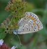 215457 – Photo : Françoise Peyrissat – France (40)
